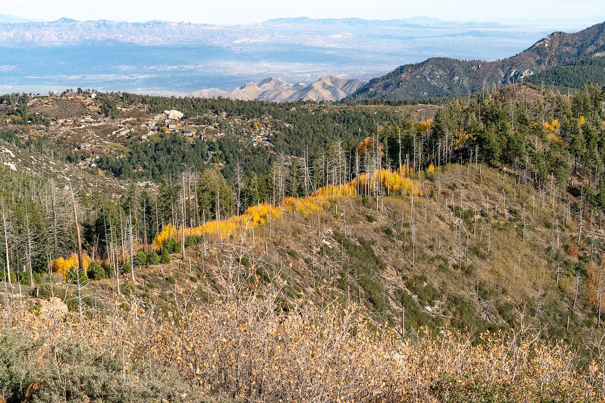 2018 October A Line of Fall Color along the Aspen Trail