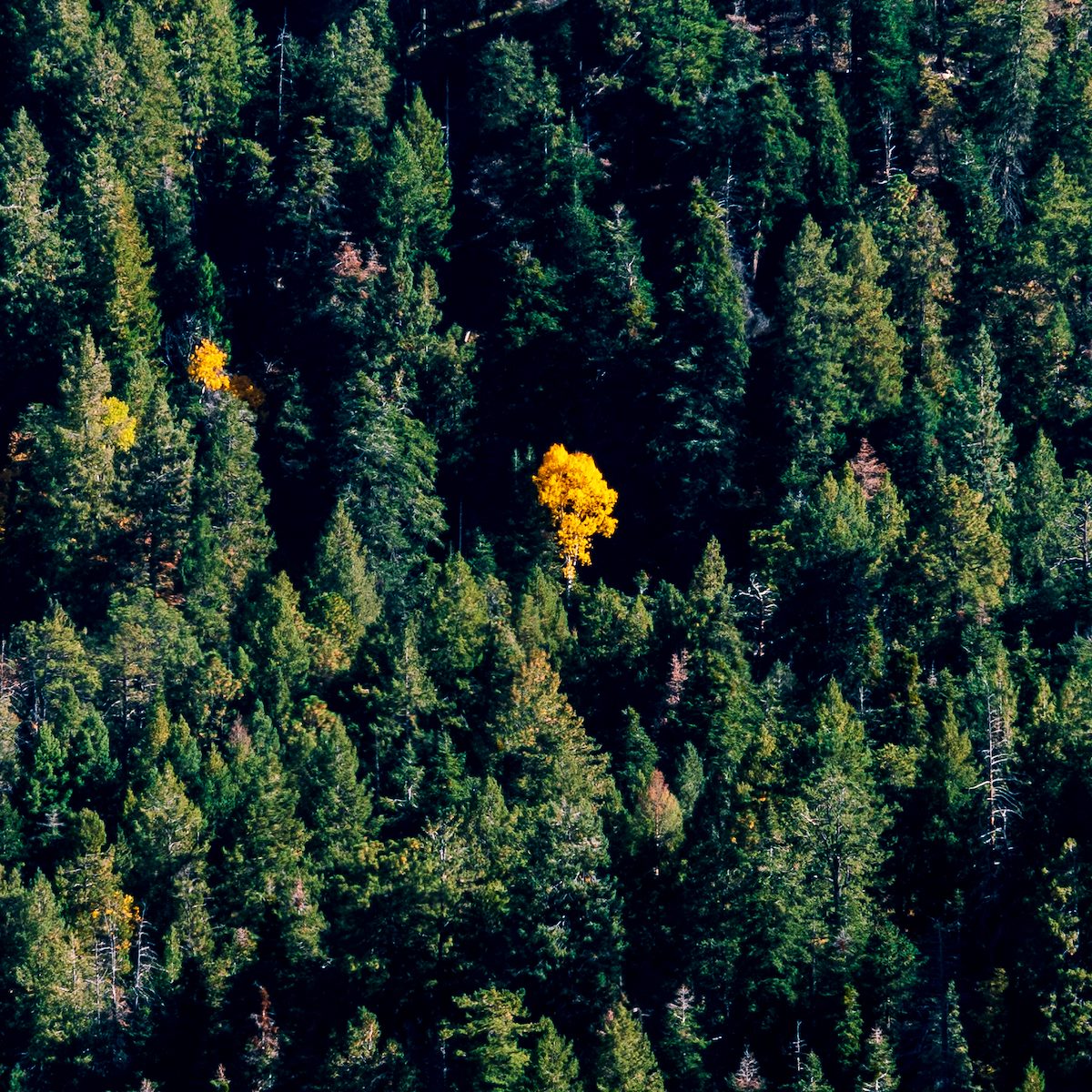 2018 October A Spot of Fall