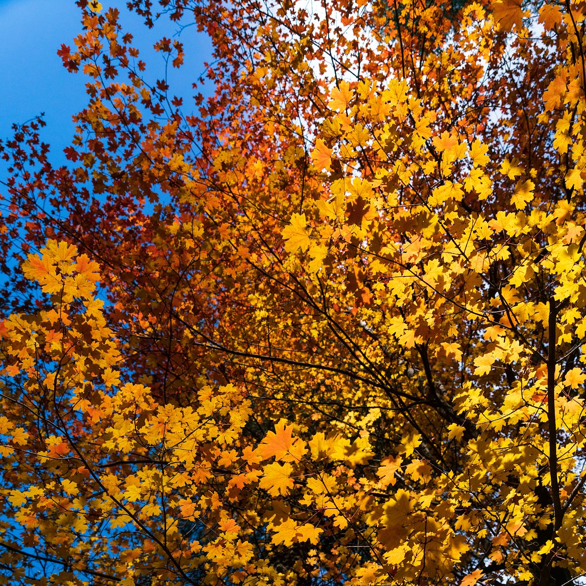 2018 October Bear Wallow Fall Color 02