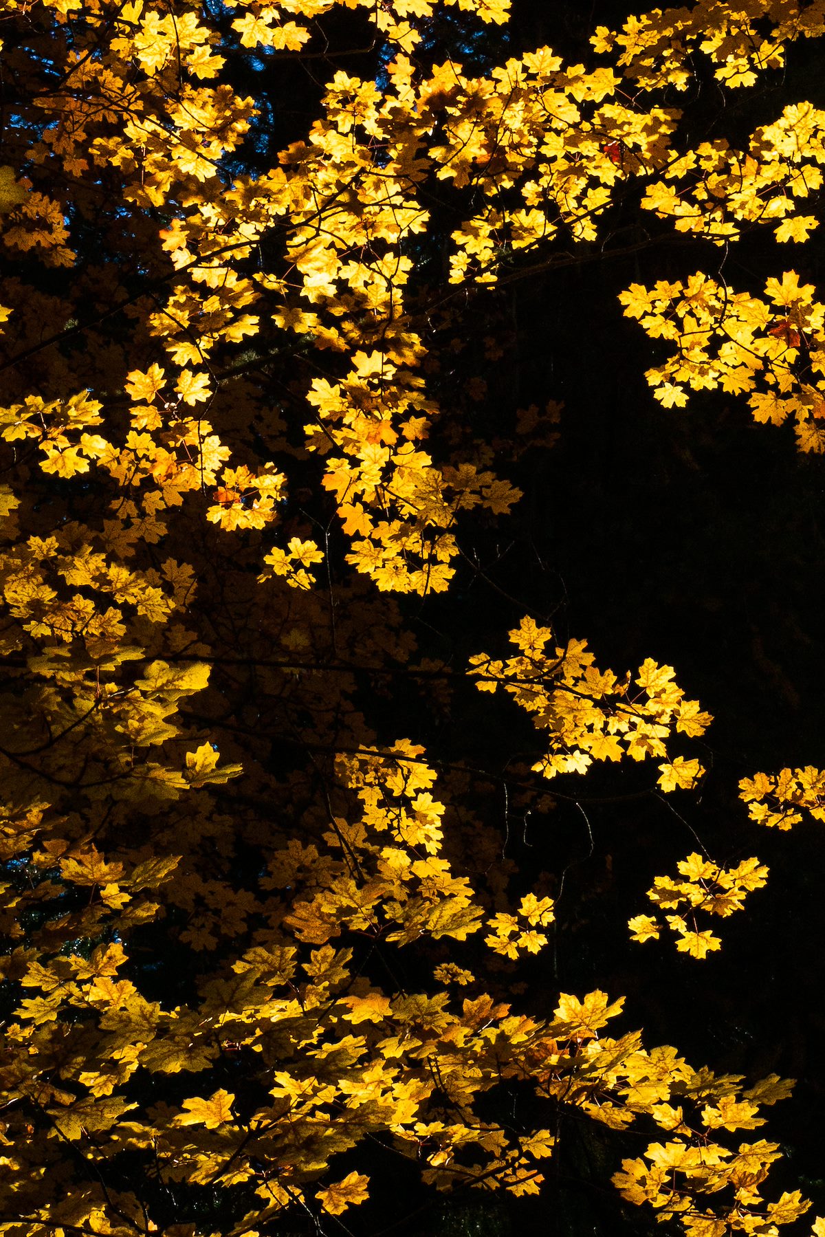 2018 October Bear Wallow Fall Color 03