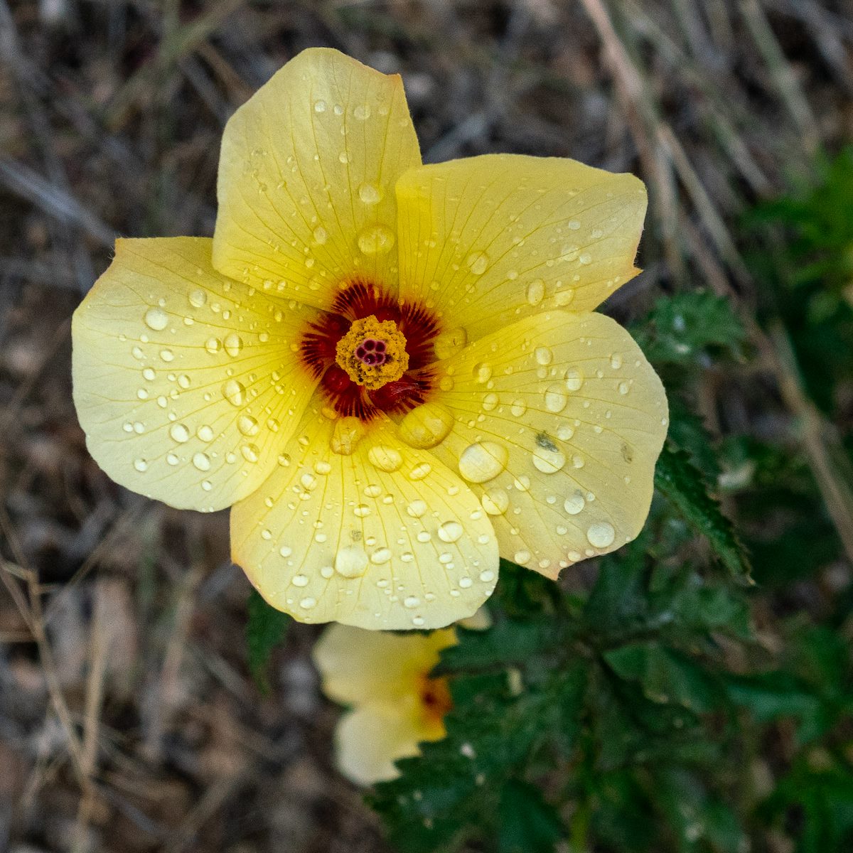 2018 October Desert Rosemallow