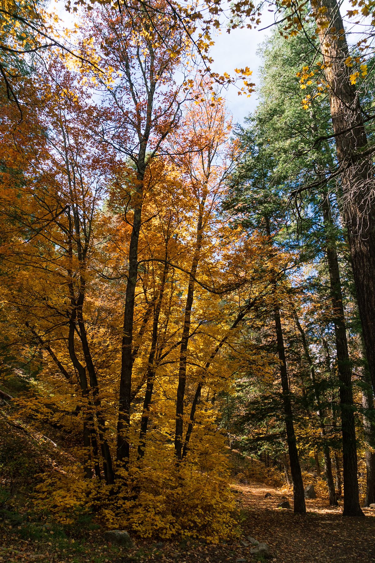2018 October Fall Color on the 1918 Trail