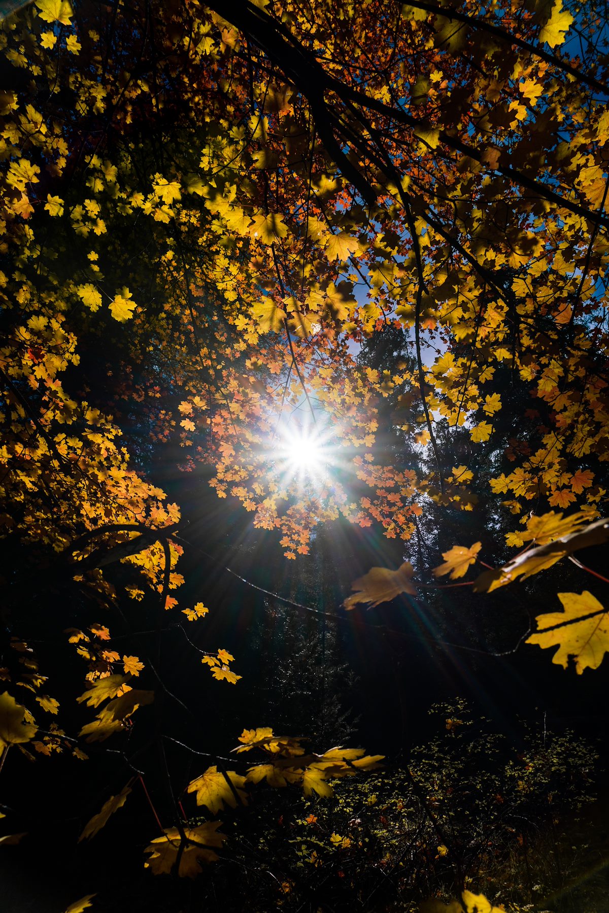 2018 October Sun and Fall Leaves