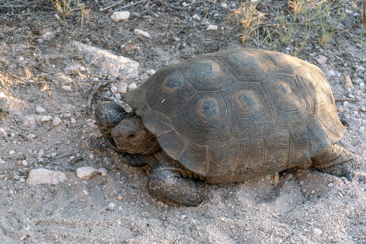 2018 September Desert Tortoise on the Sutherland Trail