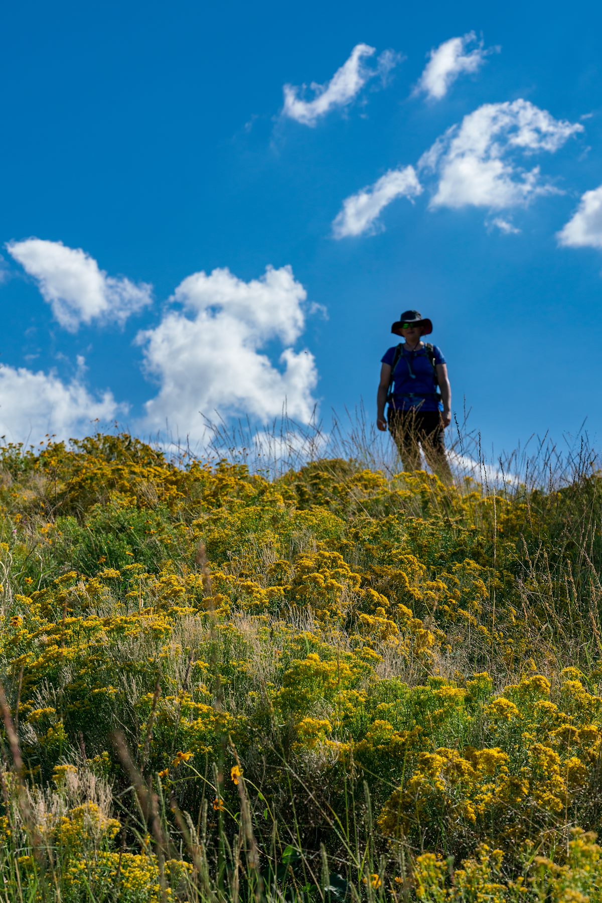 2018 September Flowers on the Oracle Ridge Trail