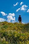 2018 September Flowers on the Oracle Ridge Trail