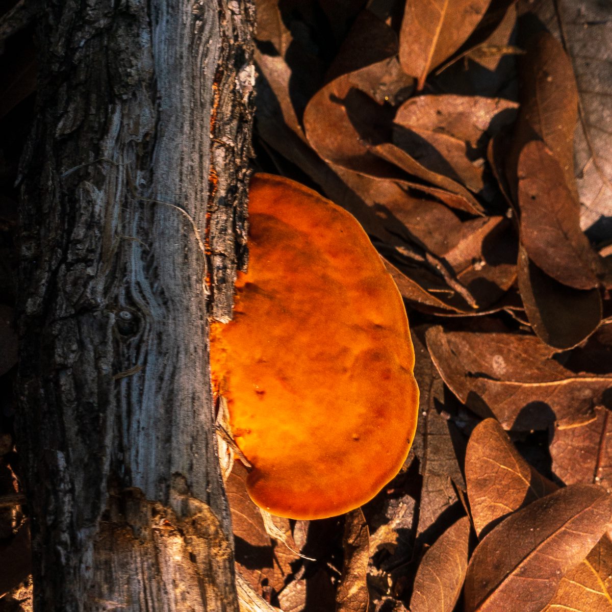 2018 September Fungus