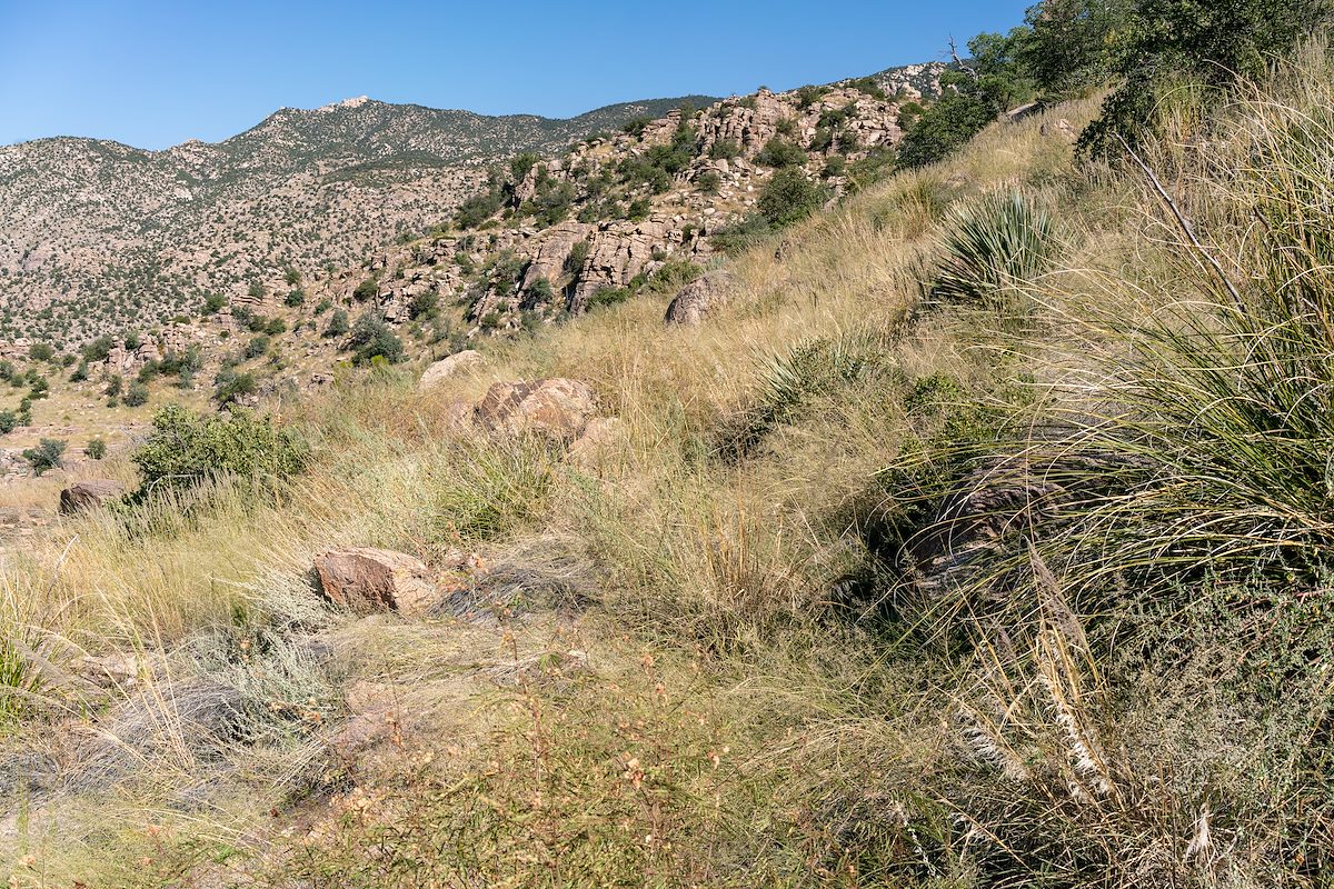 2018 September Impressively Overgrown Palisade Trail