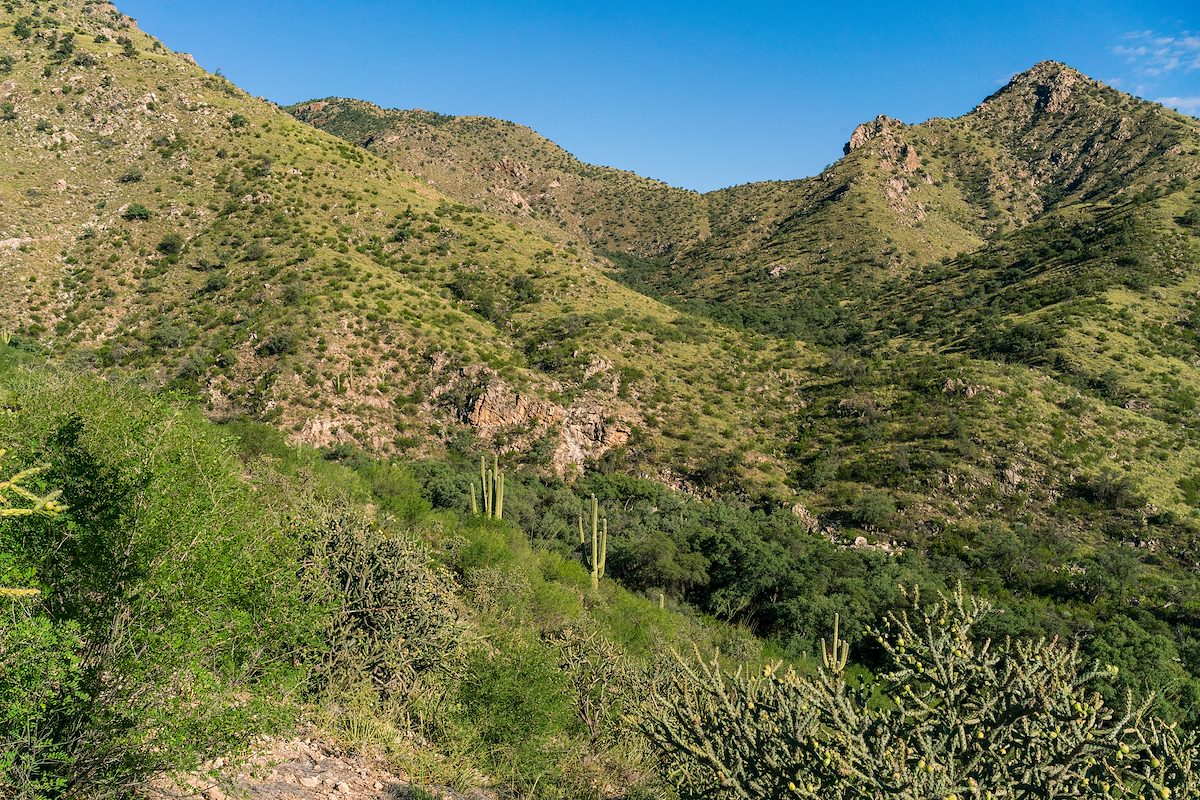 2018 September In the Saguaro and Cholla on the Switchbacks down into Sabino Canyon on the Box Camp Trail