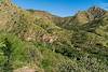 2018 September In the Saguaro and Cholla on the Switchbacks down into Sabino Canyon on the Box Camp Trail