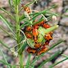2018 September Milkweed Bugs