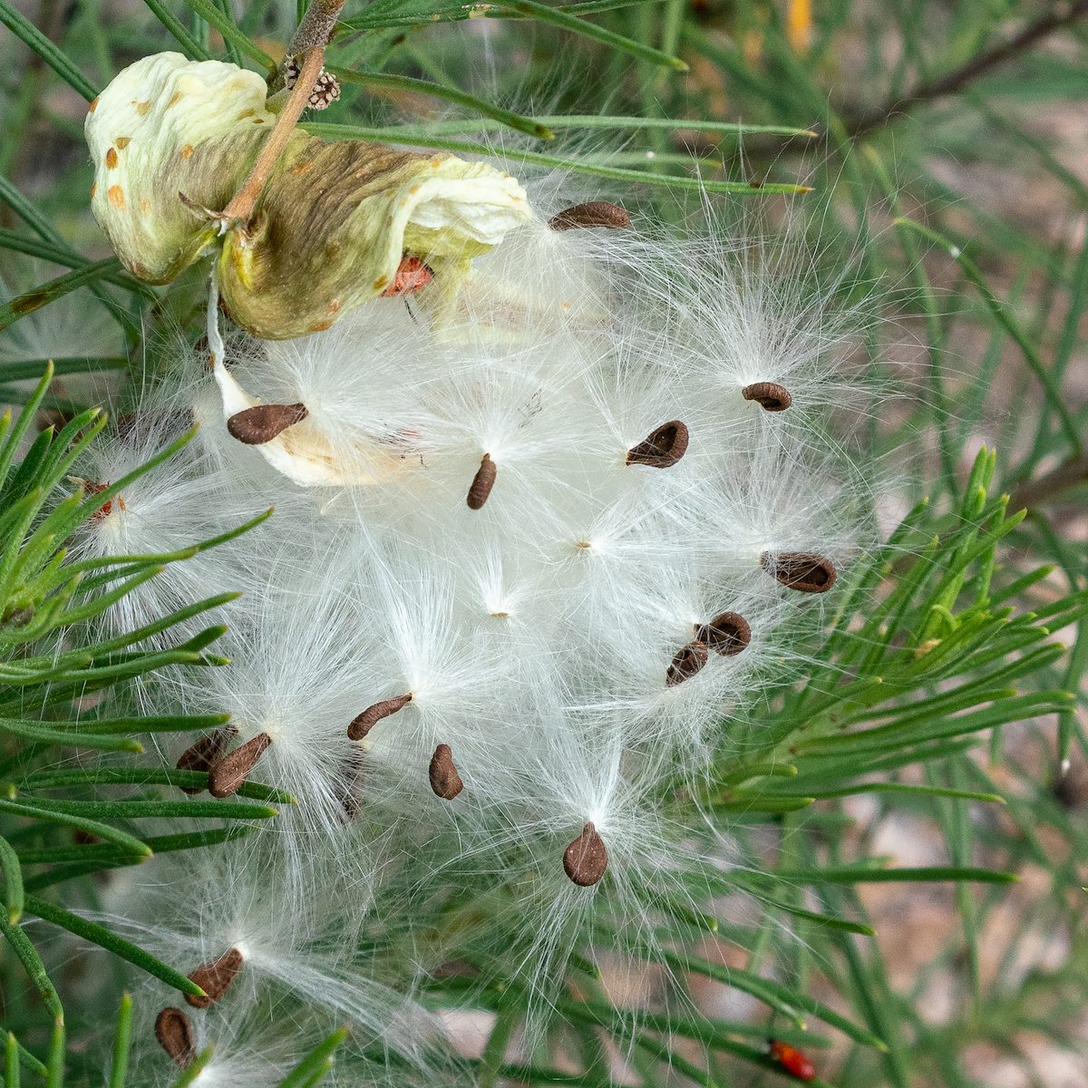 2018 September Pine Needle Milkweed Seeds