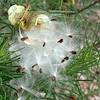 2018 September Pine Needle Milkweed Seeds
