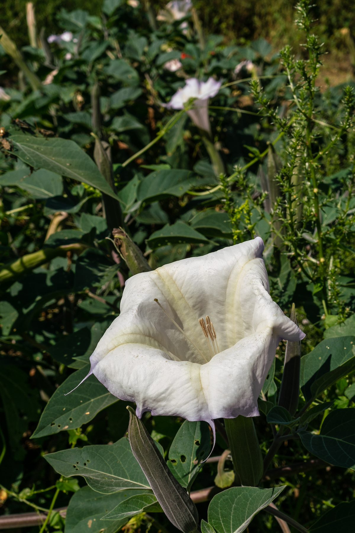 2018 September Sacred Datura