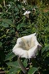 2018 September Sacred Datura