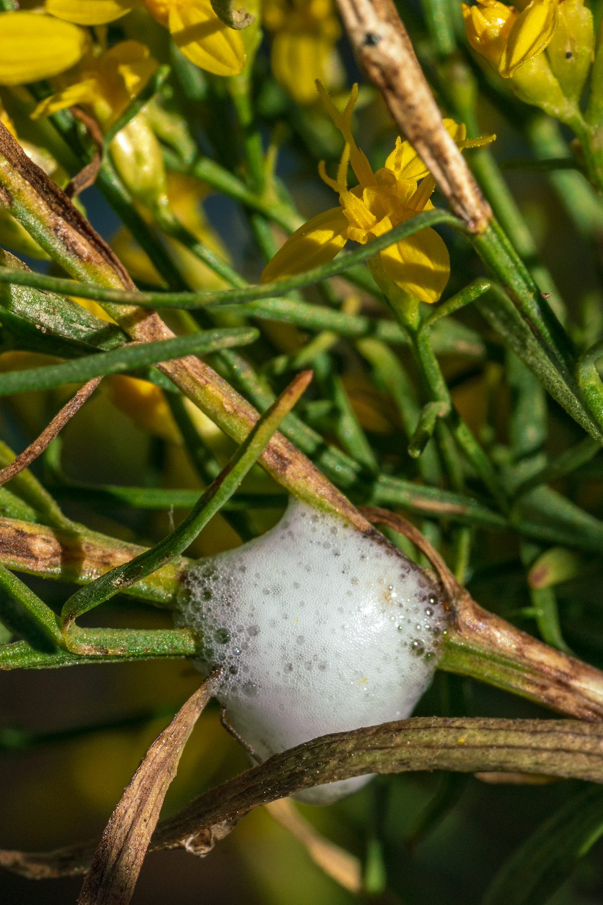 2018 September Spittlebug