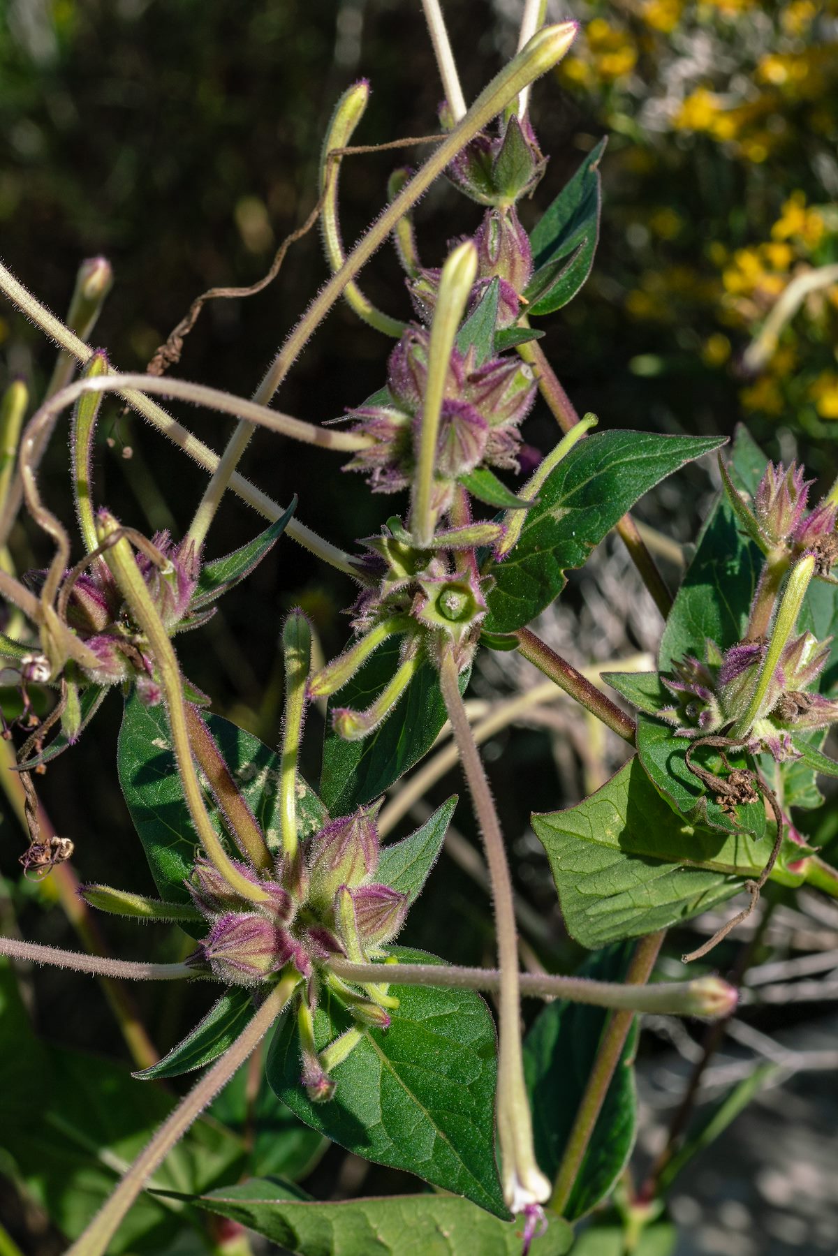 2018 September Sweet Four O'Clock