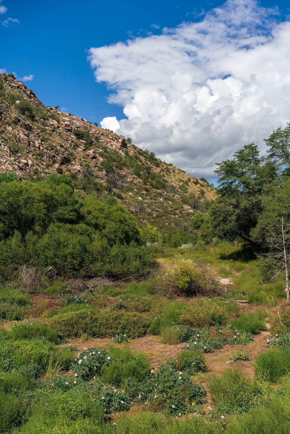 2018 September Sycamore Reservoir Trail thru a patch of Sacred Datura