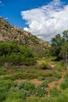 2018 September Sycamore Reservoir Trail thru a patch of Sacred Datura