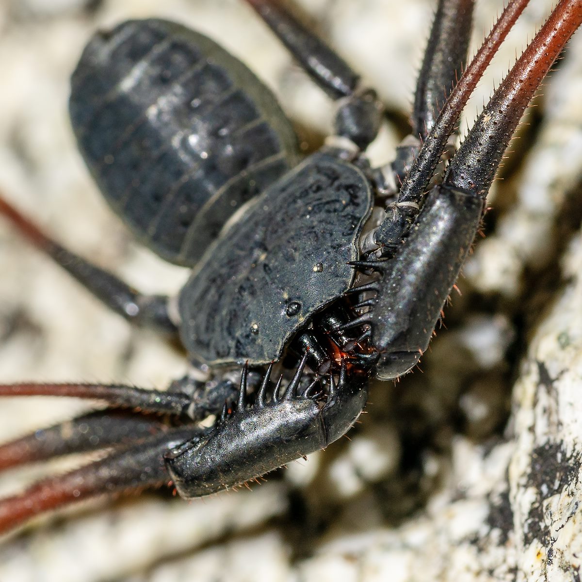 2018 September Tailless Whipscorpion in Sabino Canyon