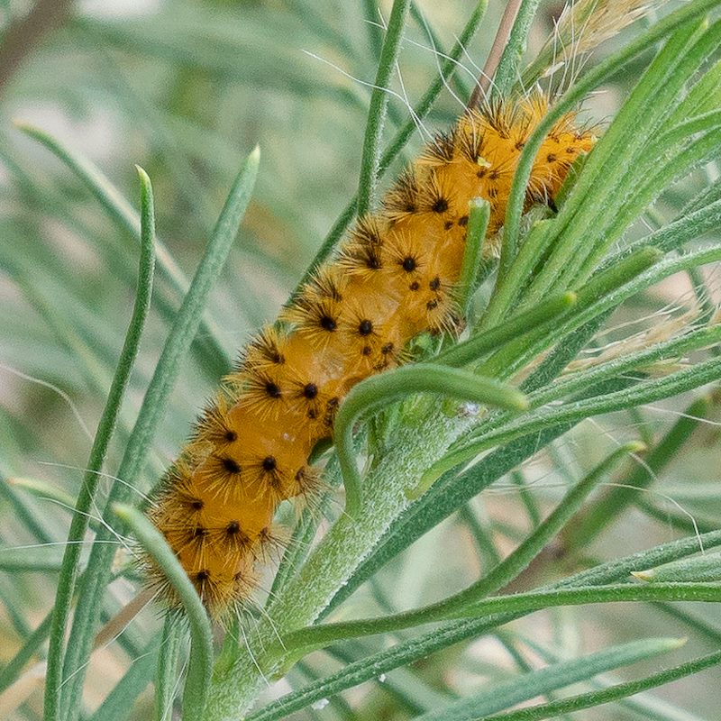 2018 September Unknown Caterpillar 01