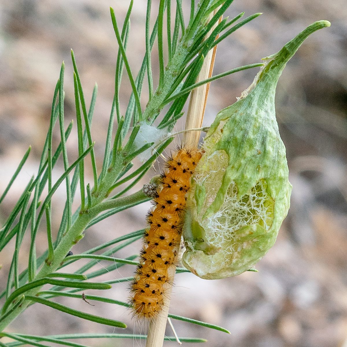 2018 September Unknown Caterpillar 02