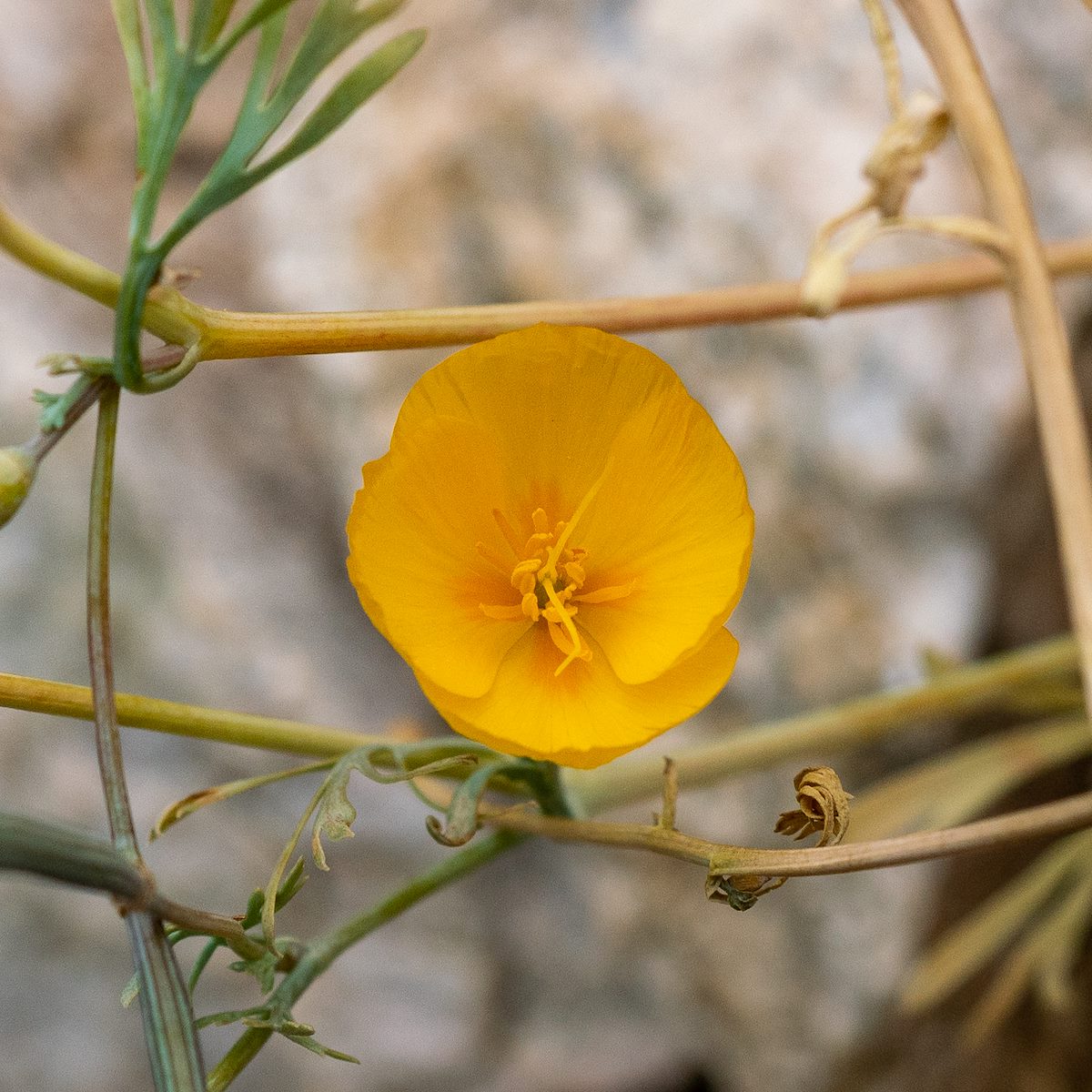 2019 April Desert Goldenpoppy on the Agua Caliente Canyon Trail