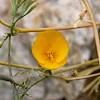 2019 April Desert Goldenpoppy on the Agua Caliente Canyon Trail