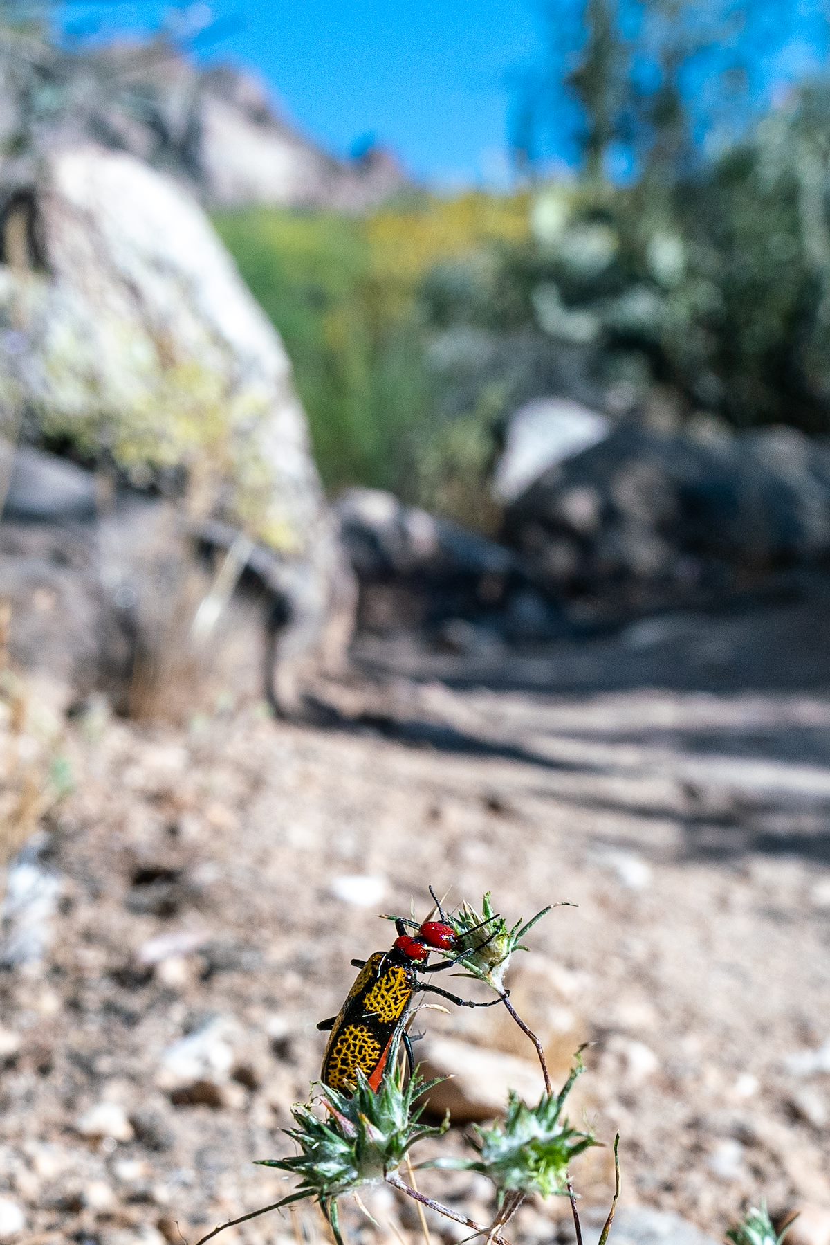 2019 April Iron Cross Blister Beetle on the Linda Vista Trail