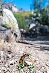 2019 April Iron Cross Blister Beetle on the Linda Vista Trail