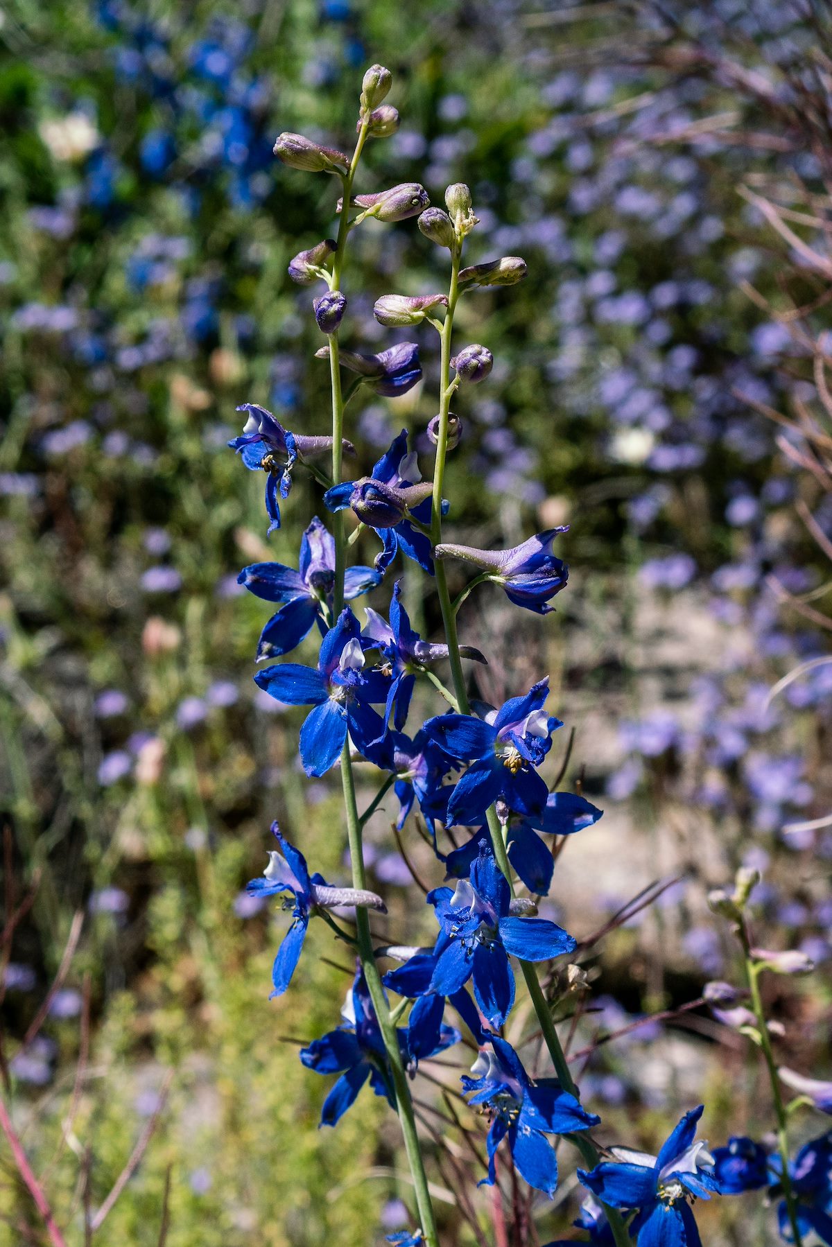2019 April Larkspur along the Pima Canyon Trail