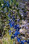 2019 April Larkspur along the Pima Canyon Trail