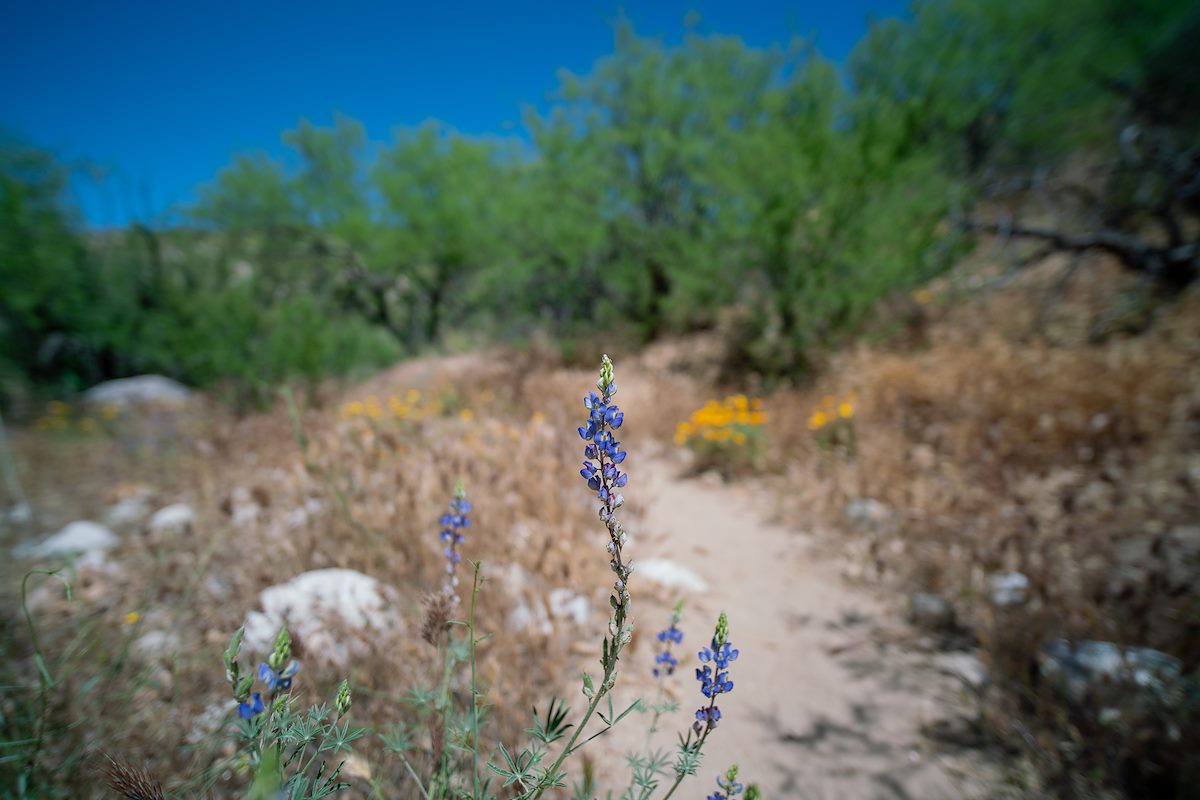 2019 April Lupine on the Alamo Canyon Loop