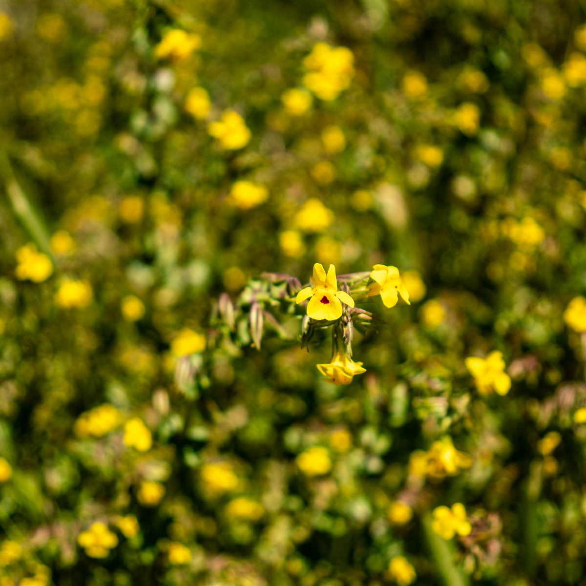 2019 April Monkey Flowers