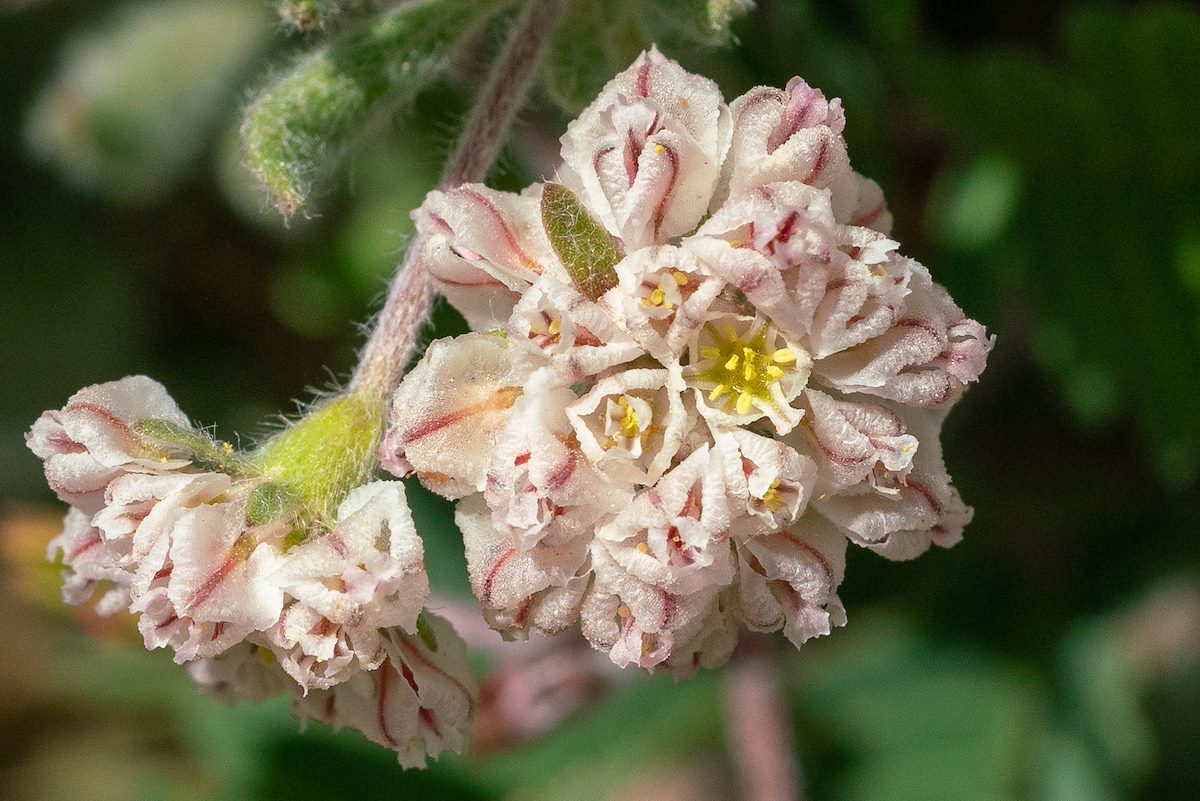 2019 April Oracle State Park Buckwheat