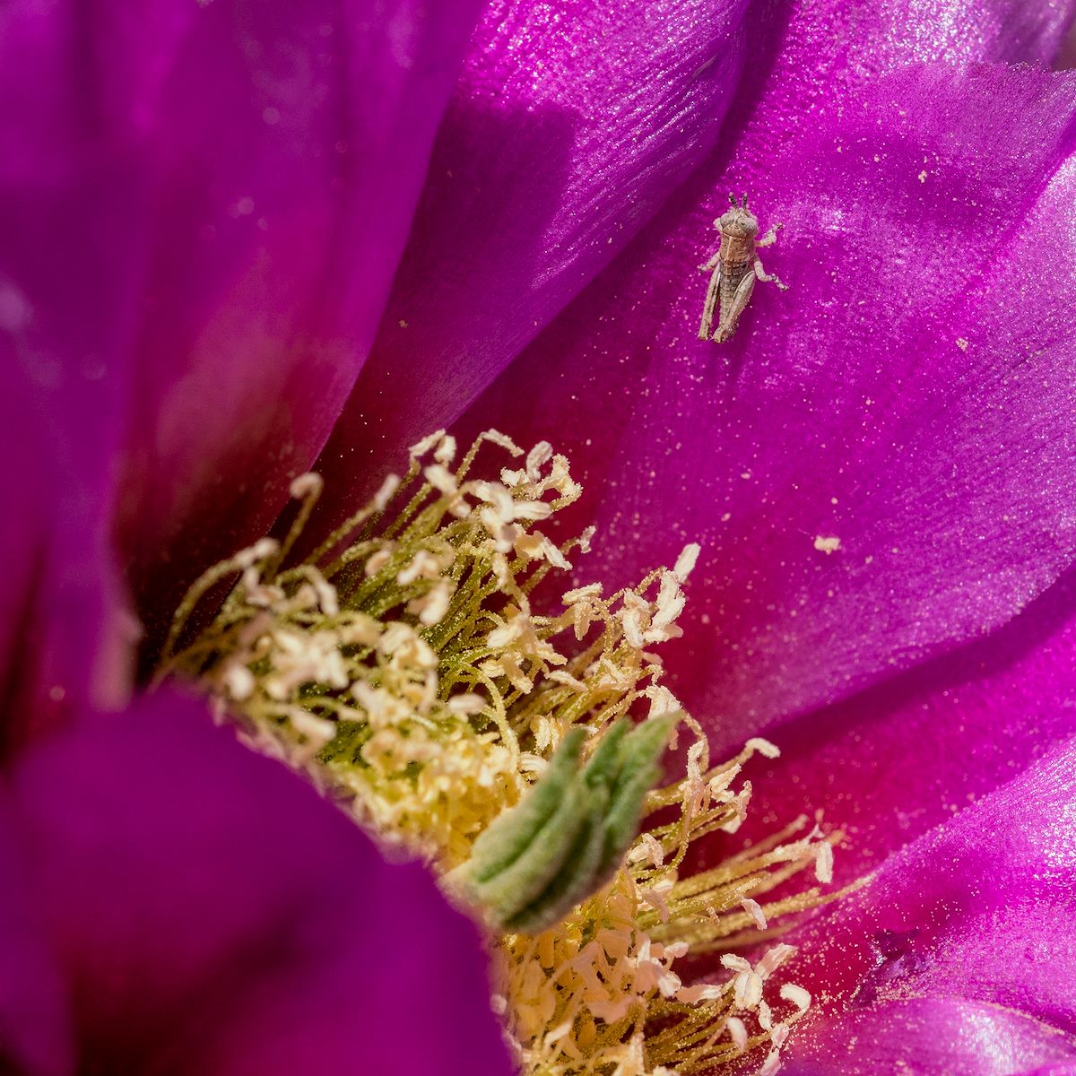 2019 April Oracle State Park Grasshopper on a Hedgehog Cactus Flower