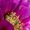 2019 April Oracle State Park Grasshopper on a Hedgehog Cactus Flower