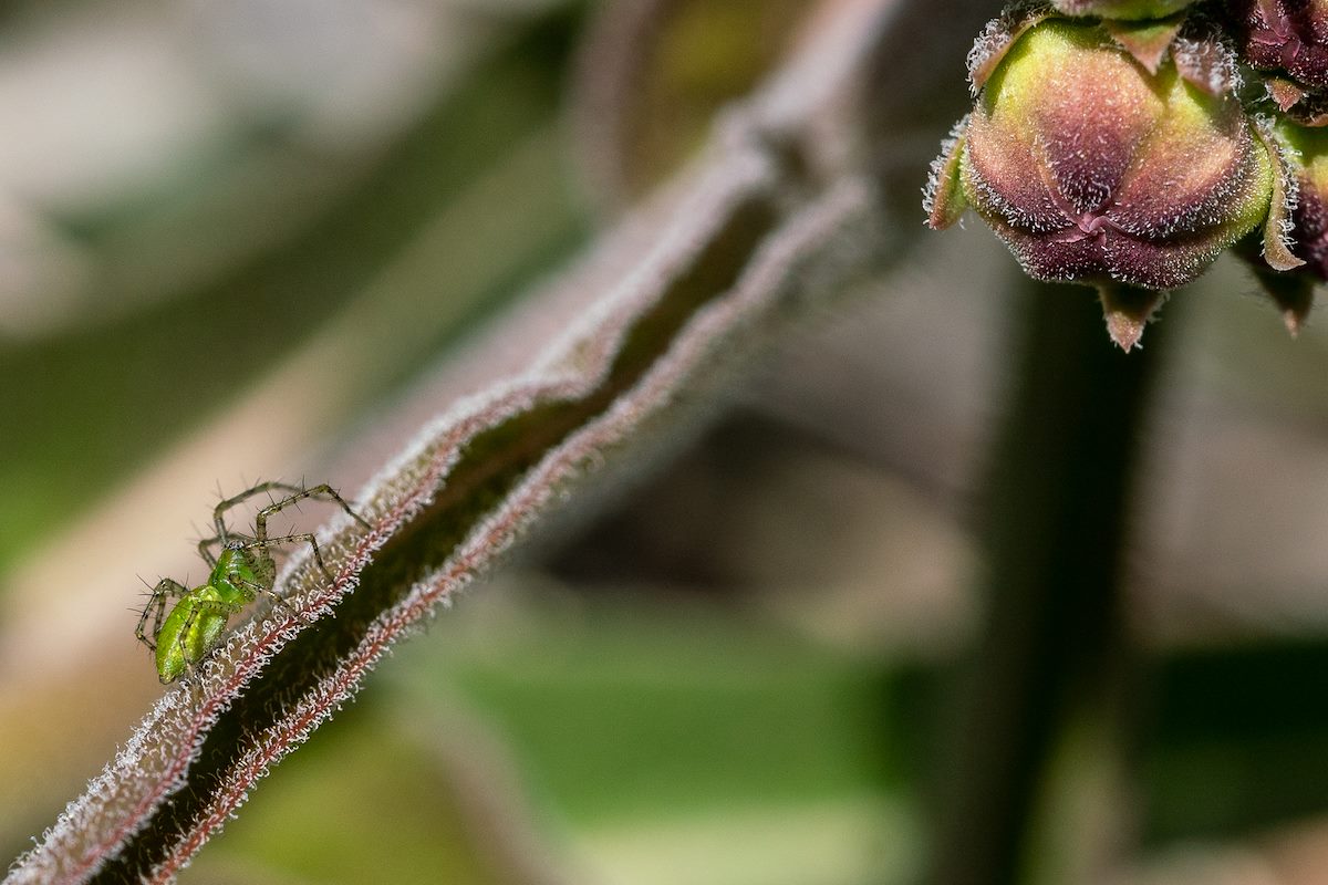 2019 April Oracle State Park Green Lynx Spider