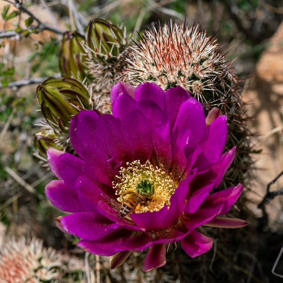 2019 April Oracle State Park Hedgehog Cactus Flower