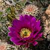 2019 April Oracle State Park Hedgehog Cactus Flower