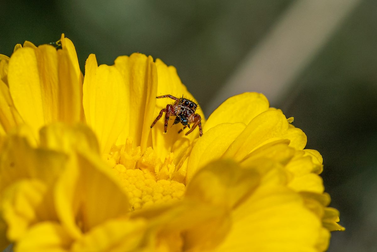 2019 April Oracle State Park Jumping Spider 01
