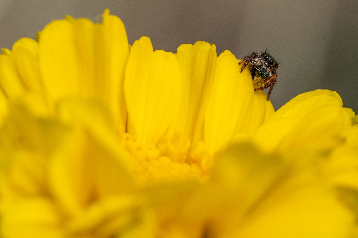 2019 April Oracle State Park Jumping Spider 02
