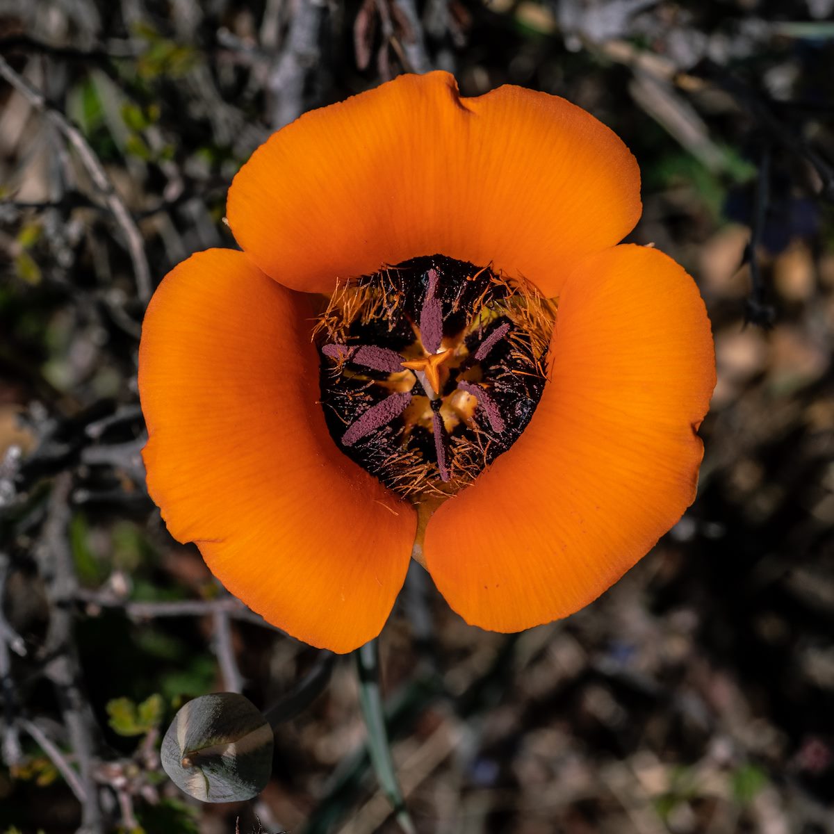 2019 April Oracle State Park Mariposa 01