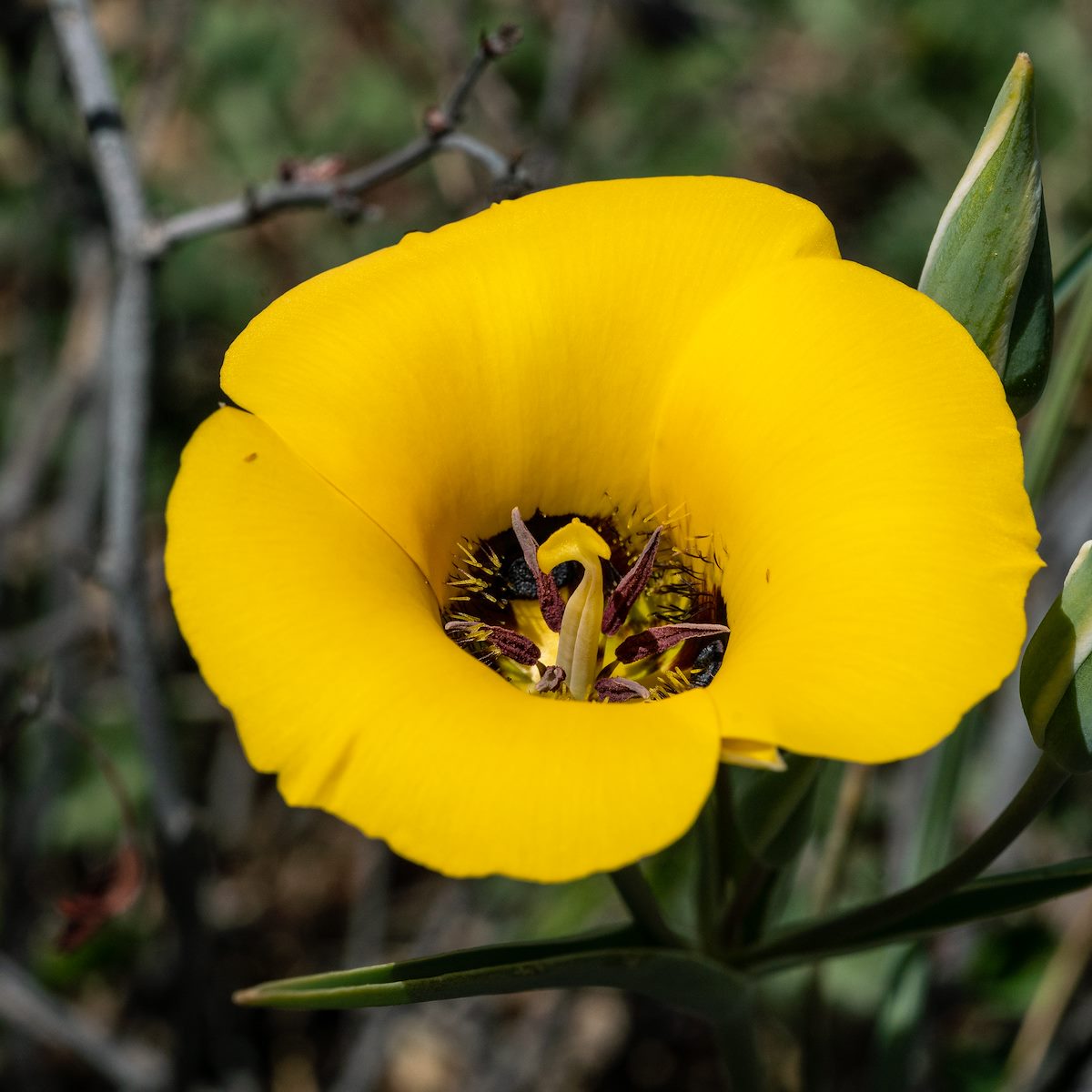 2019 April Oracle State Park Mariposa 02