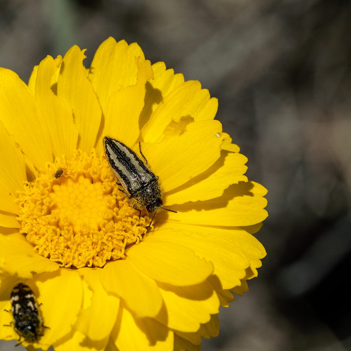 2019 April Oracle State Park Metallic Wood Boring Beetle