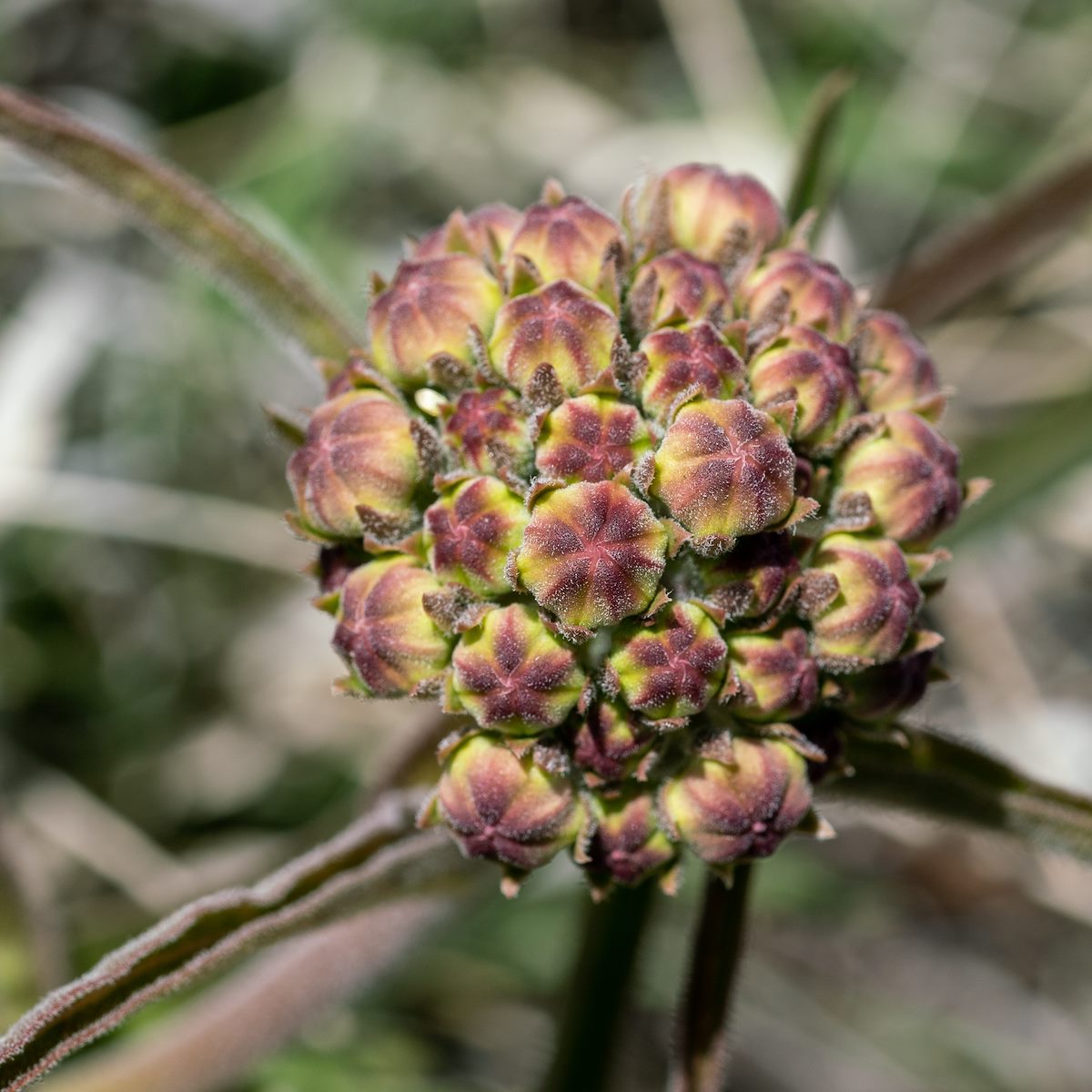 2019 April Oracle State Park Milkweed