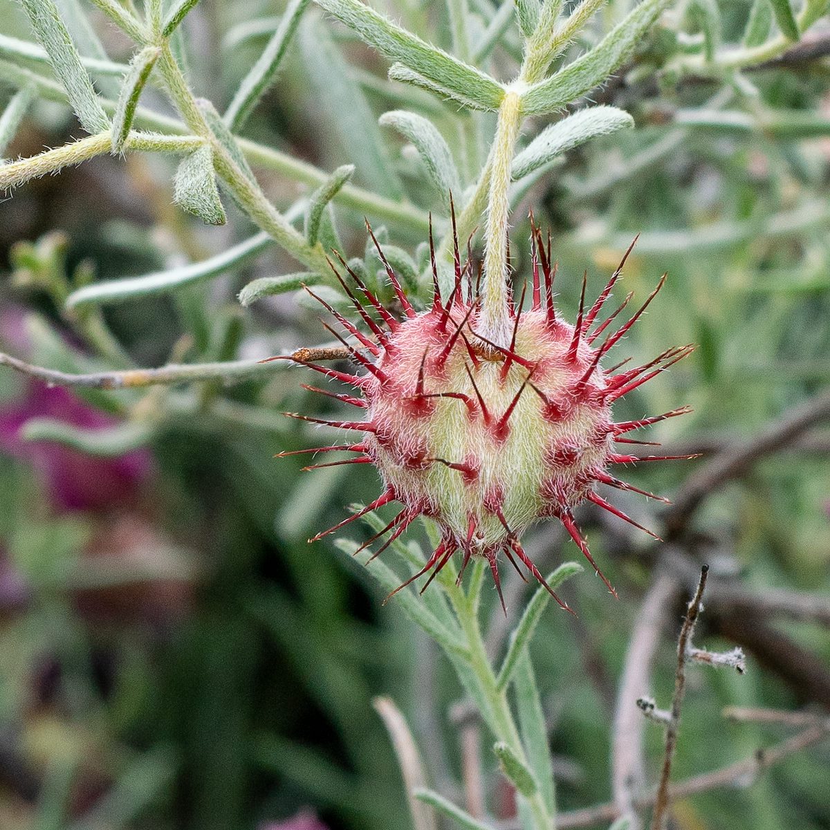 2019 April Range Ratany on the Agua Caliente Canyon Trail