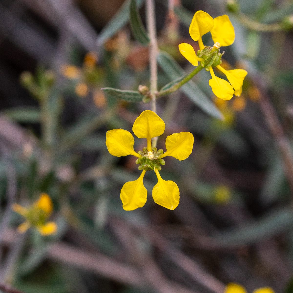2019 April Slender Janusia on the Agua Caliente Canyon Trail