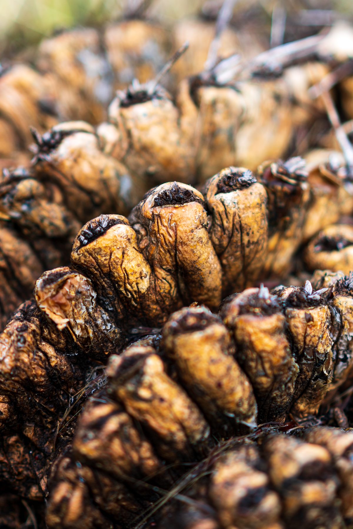 2019 December Decaying Barrel Cactus