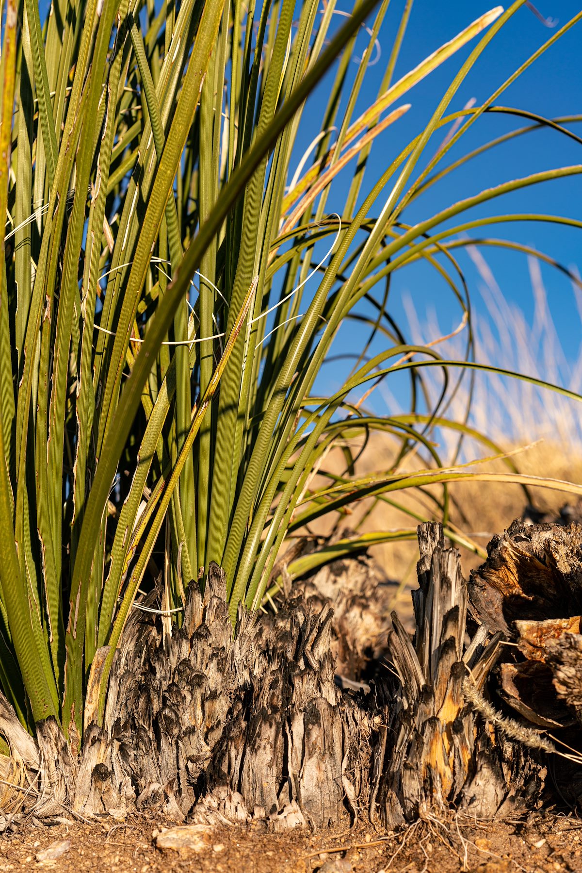 2019 December Finger Rock Fire Remants